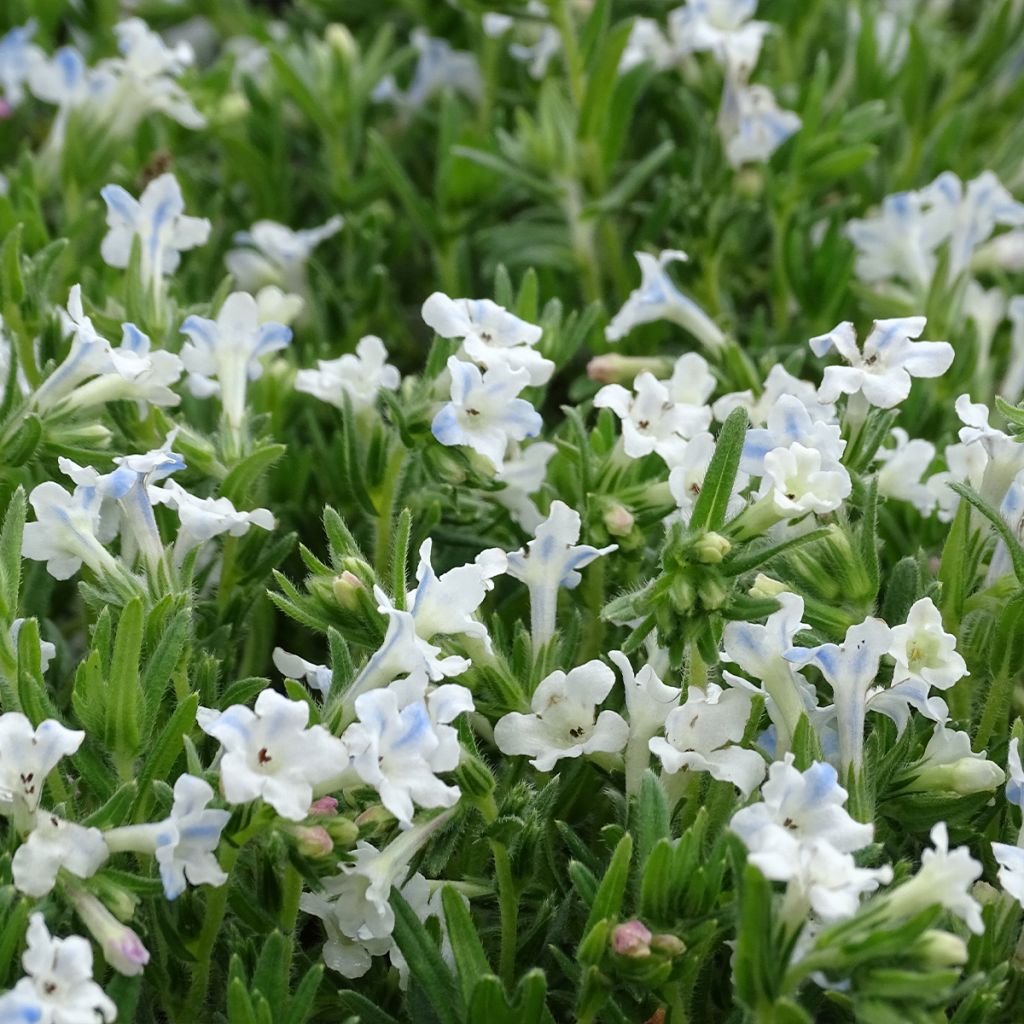 Lithodora diffusa Cambridge Blue - Grémil diffus