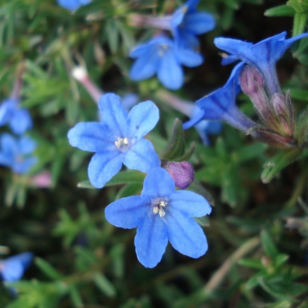 Lithodora diffusa Heavenly Blue - Grémil diffus