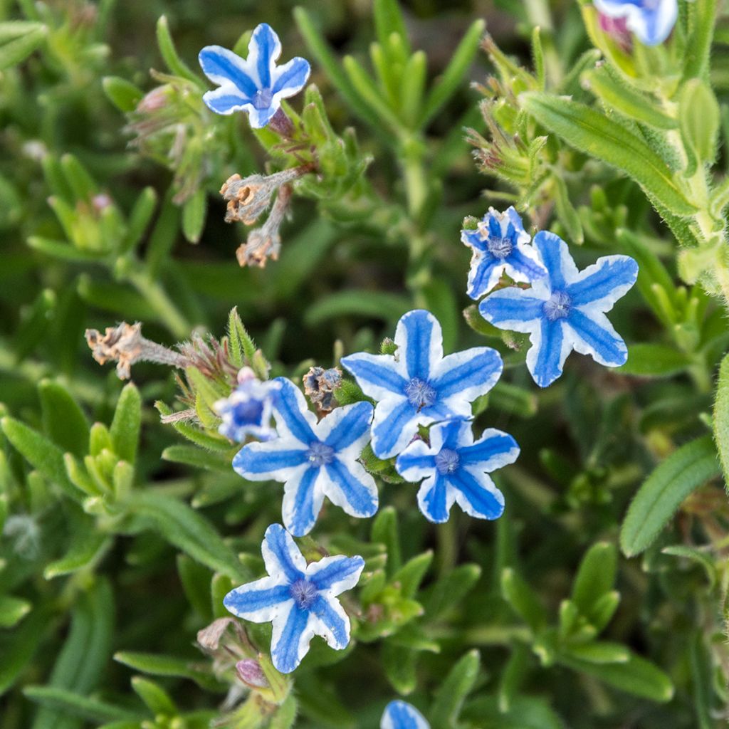 Lithodora diffusa Star - Grémil diffus