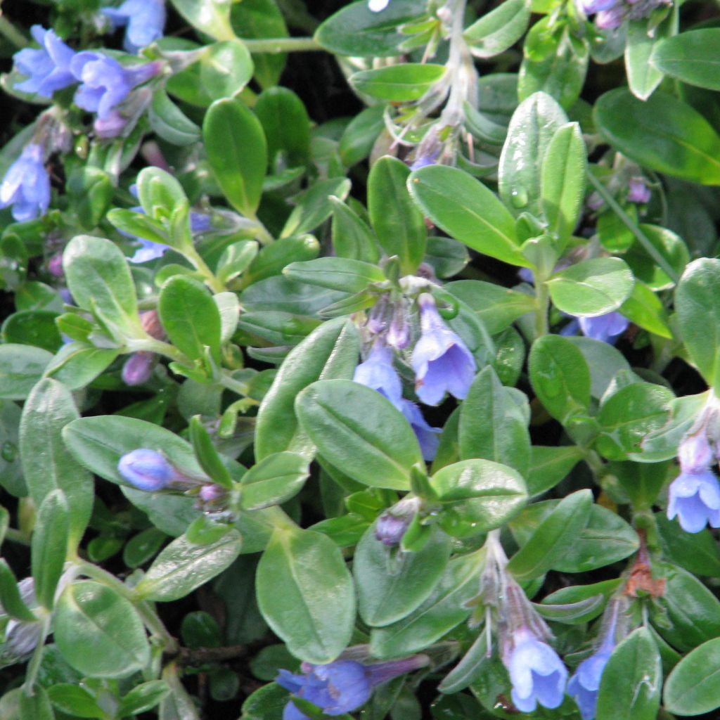 Lithodora oleifolia