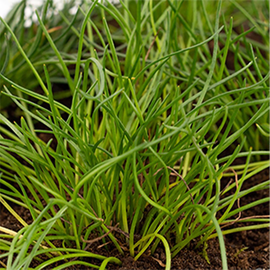 Litorella uniflora - Littorelle à une fleur