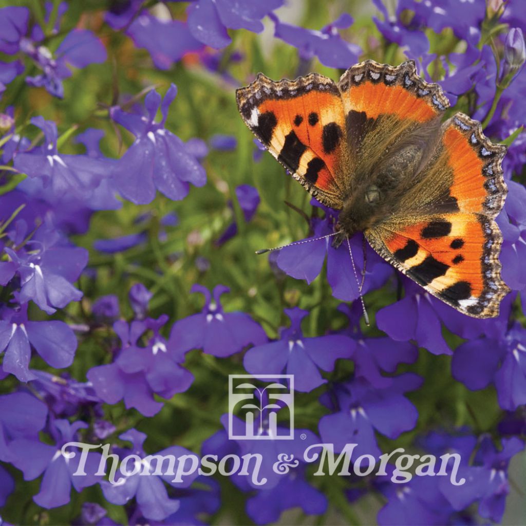 Lobelia Erinus Blue Wings 