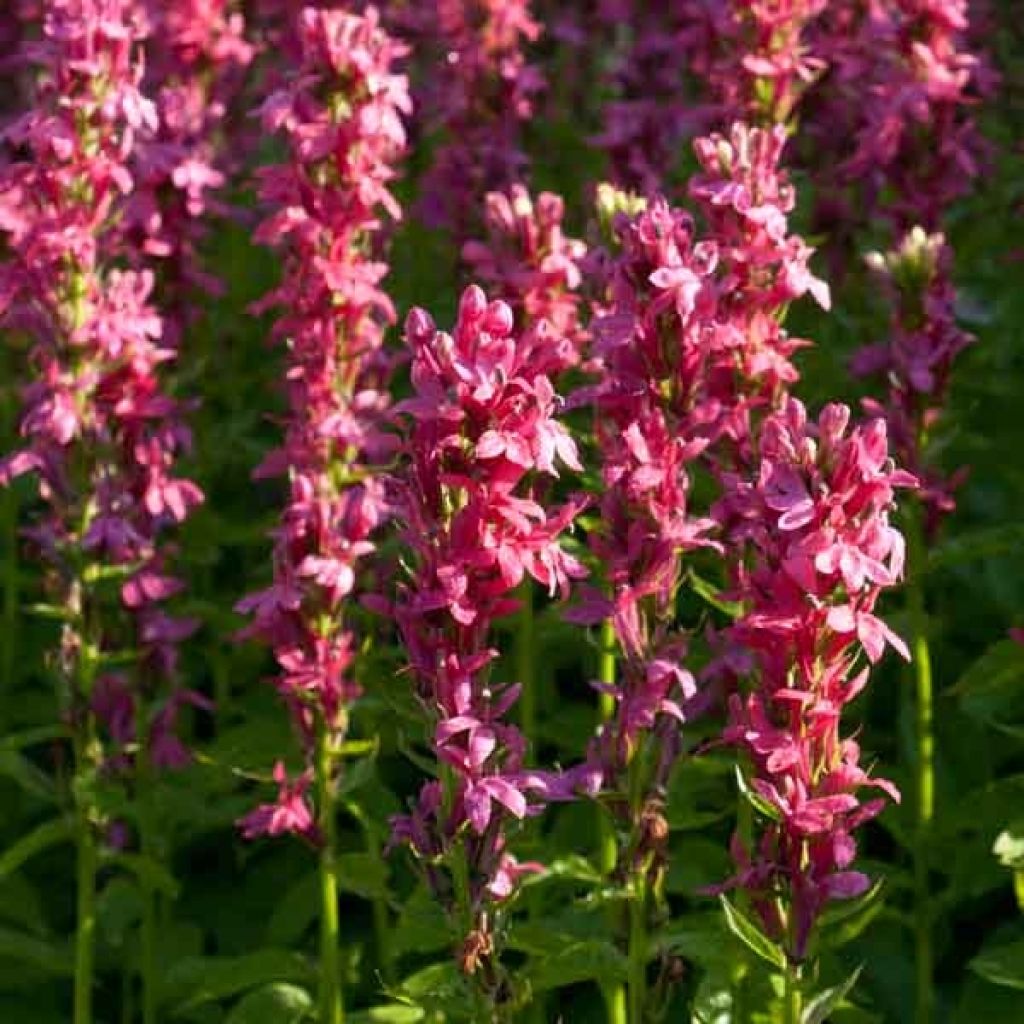 Lobelia Hybride Monet Moment