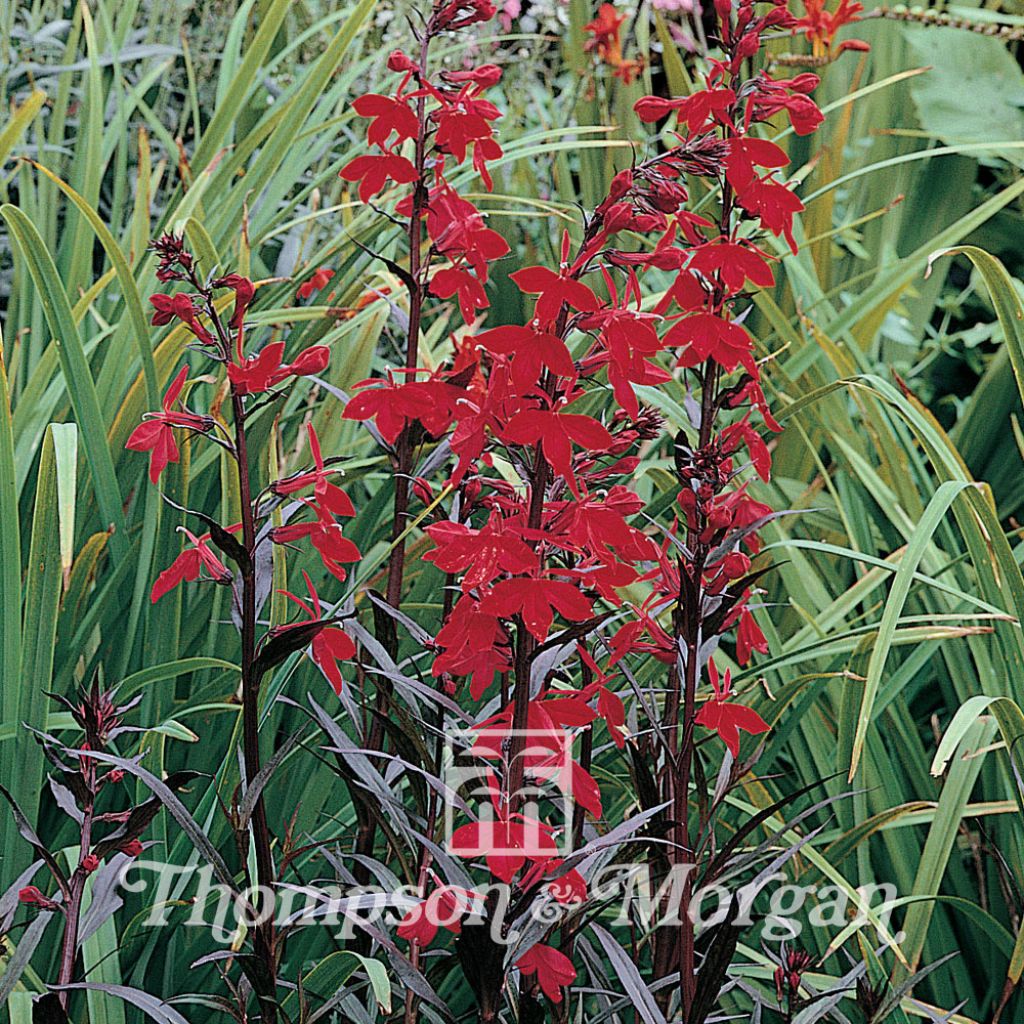 Lobelia Cardinalis Queen Victoria 