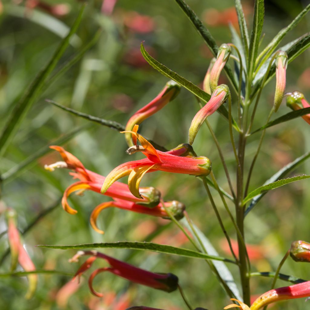 Lobelia laxiflora