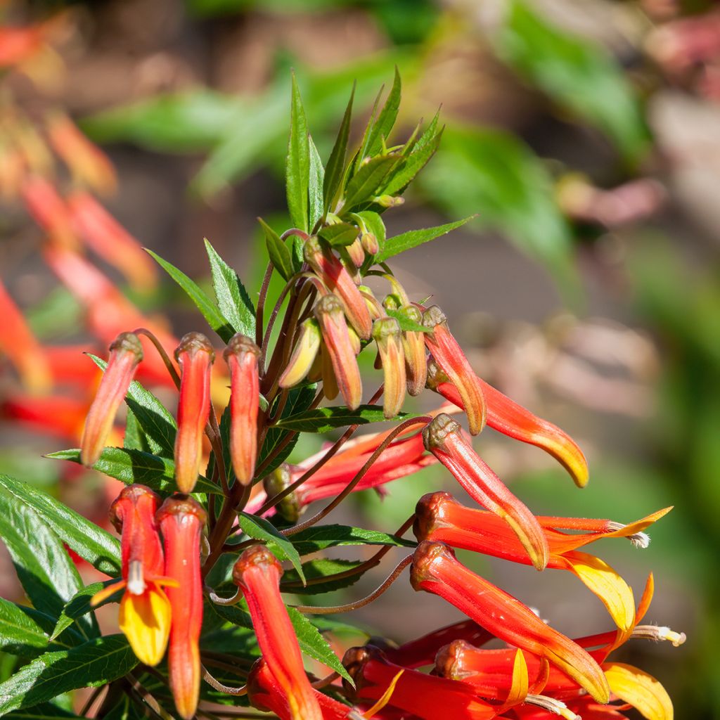 Lobelia laxiflora