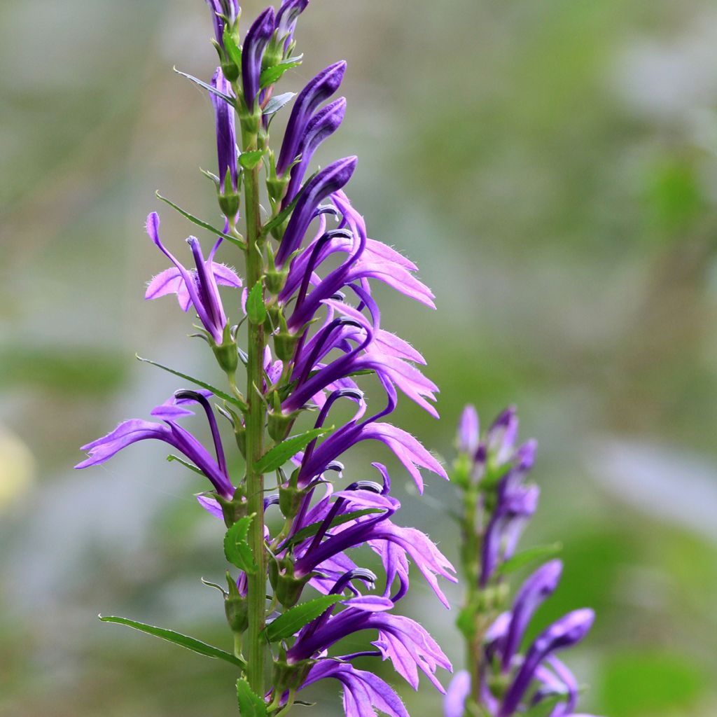 Lobelia sessilifolia