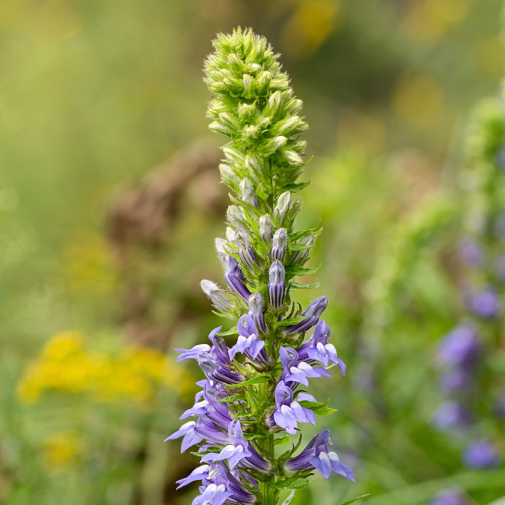 Lobelia siphilitica - Lobélie