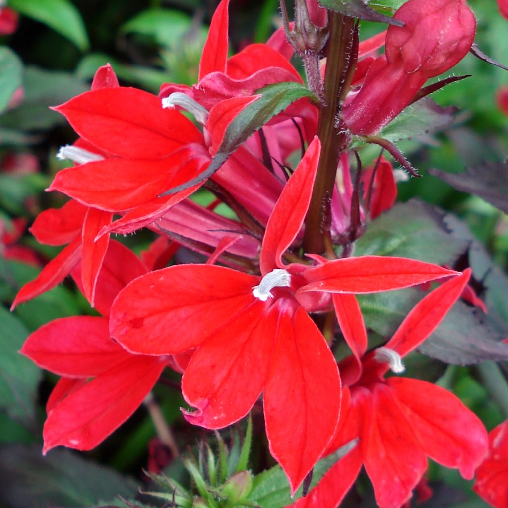 Lobelia speciosa Fan Scharlach