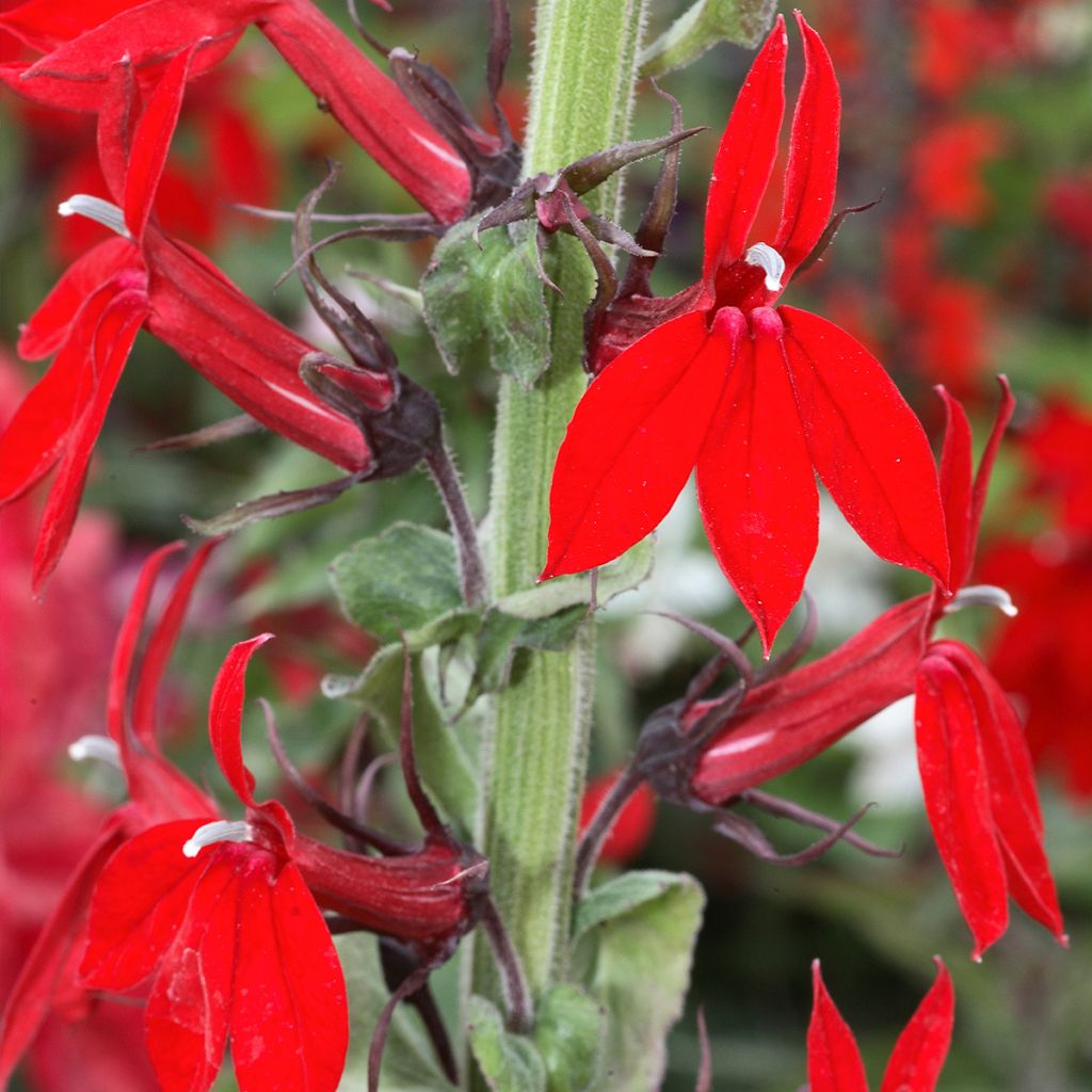 Lobelia speciosa Fan Tiefrot