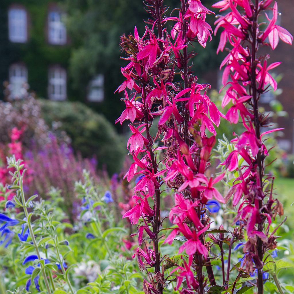 Lobelia speciosa Fan Zinnoberrosa