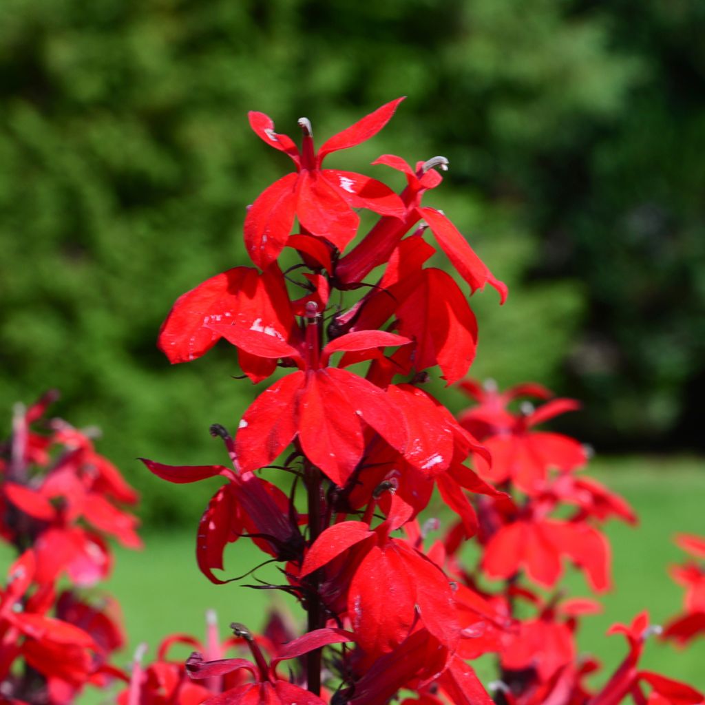 Lobelia speciosa Fan burgondy