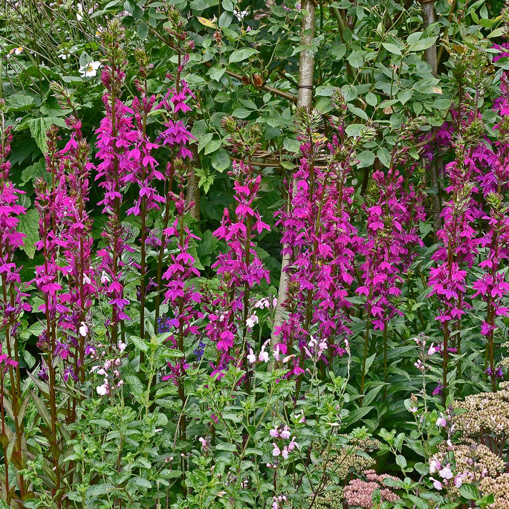 Lobelia speciosa Tania