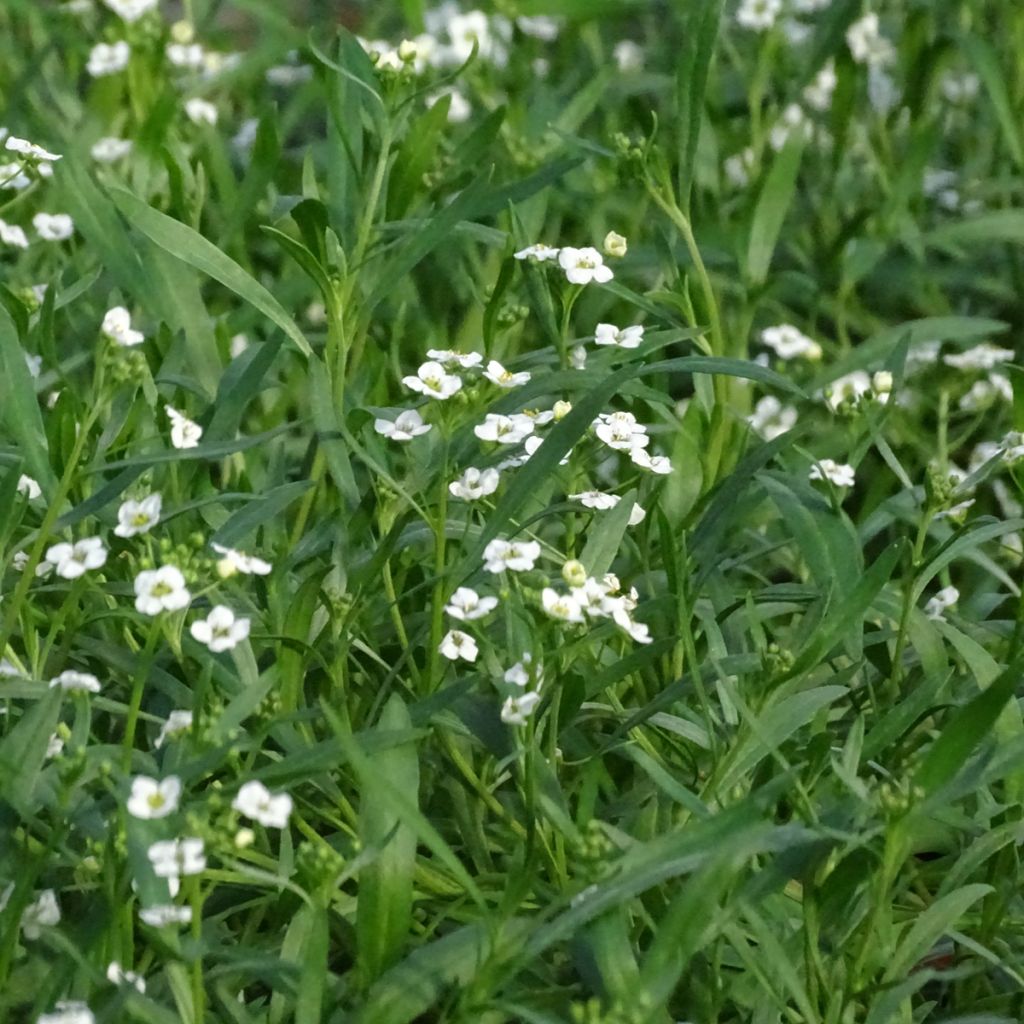 Lobularia Snow Princess - Alysse odorant