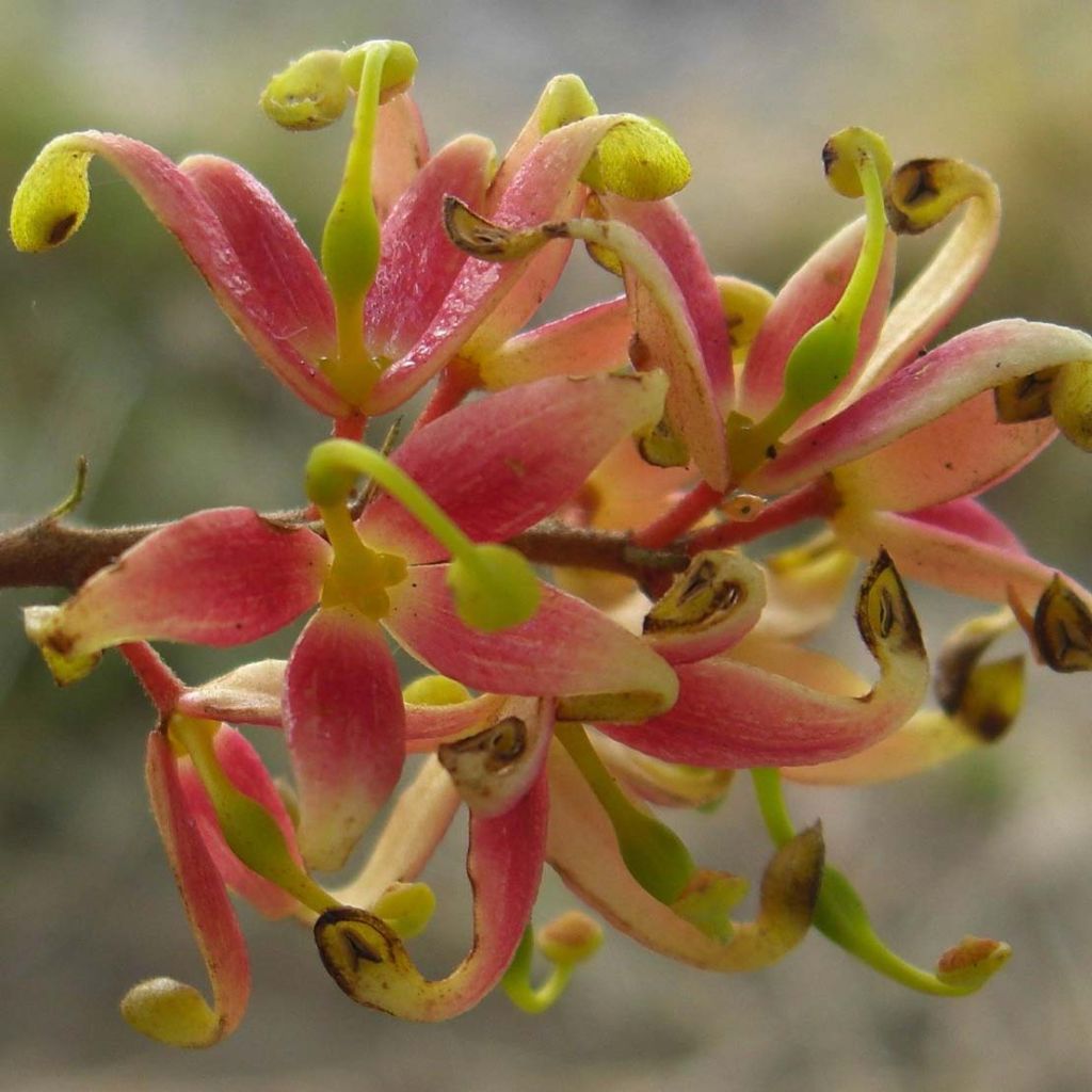 Lomatia ferruginea - Lomatie ferrugineuse