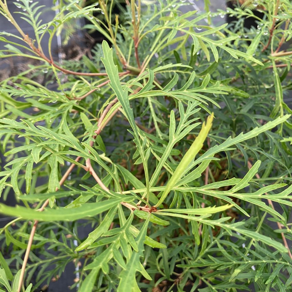 Lomatia silaifolia - Buisson frisé ou fougère persil