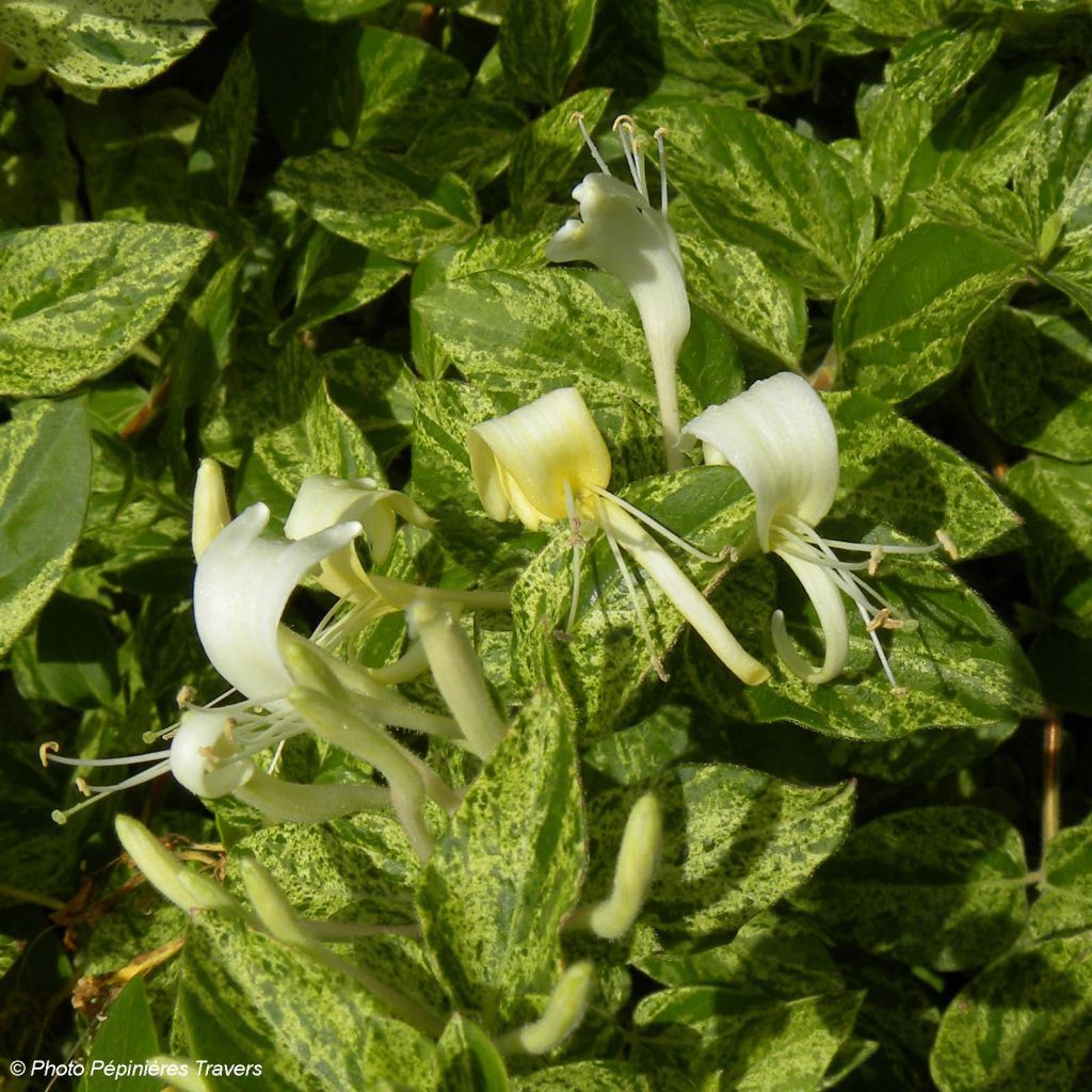 Chèvrefeuille - Lonicera Japonica Mint Crisp