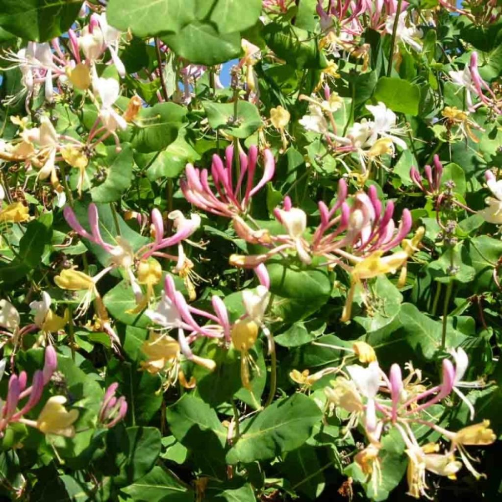 Chèvrefeuille des bois - Lonicera periclymenum Serotina