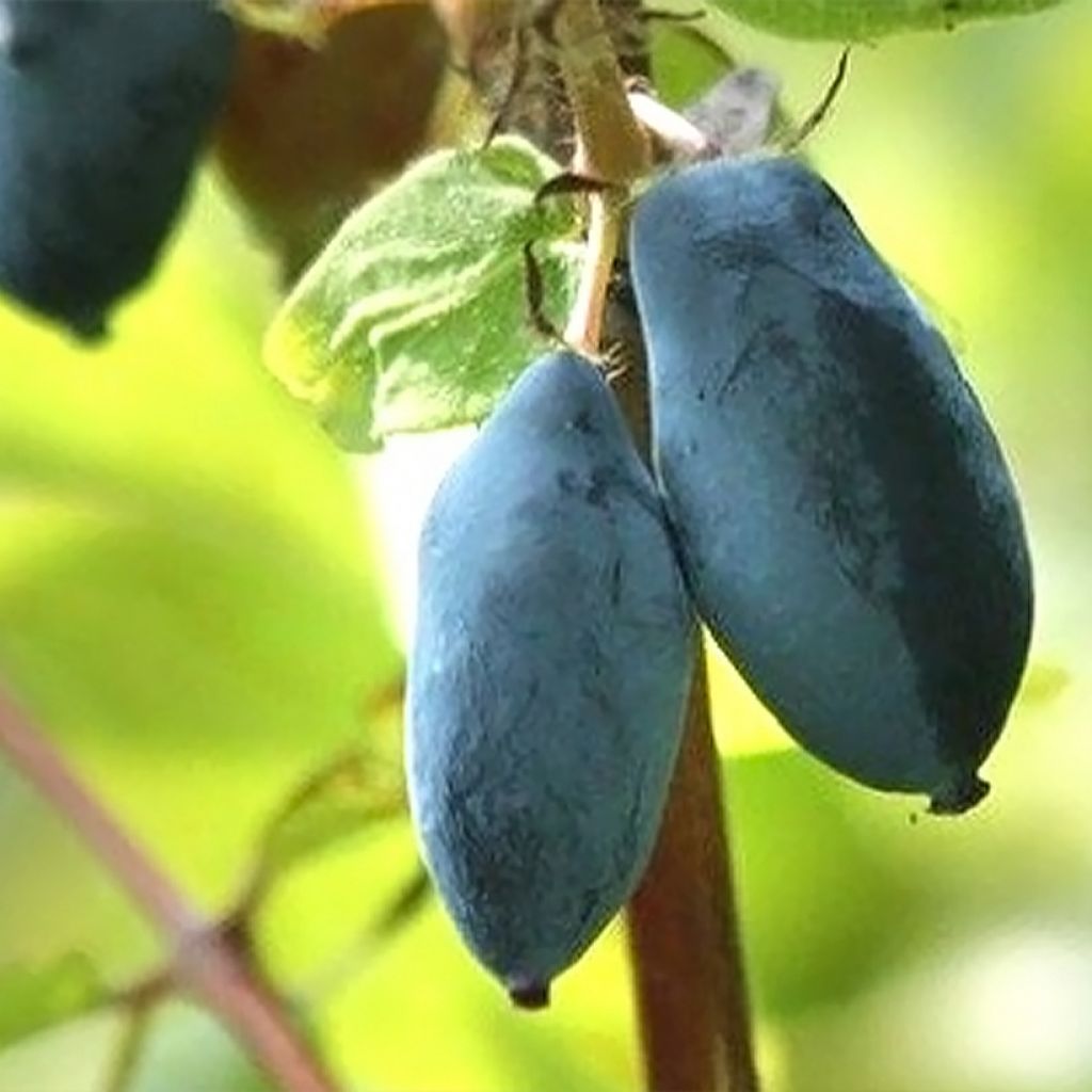 Lonicera caerulea var. kamtschatica Wojtek - Baie de mai