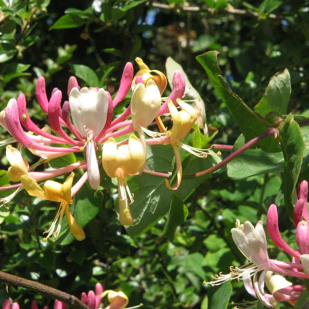 Chèvrefeuille, Lonicera caprifolium