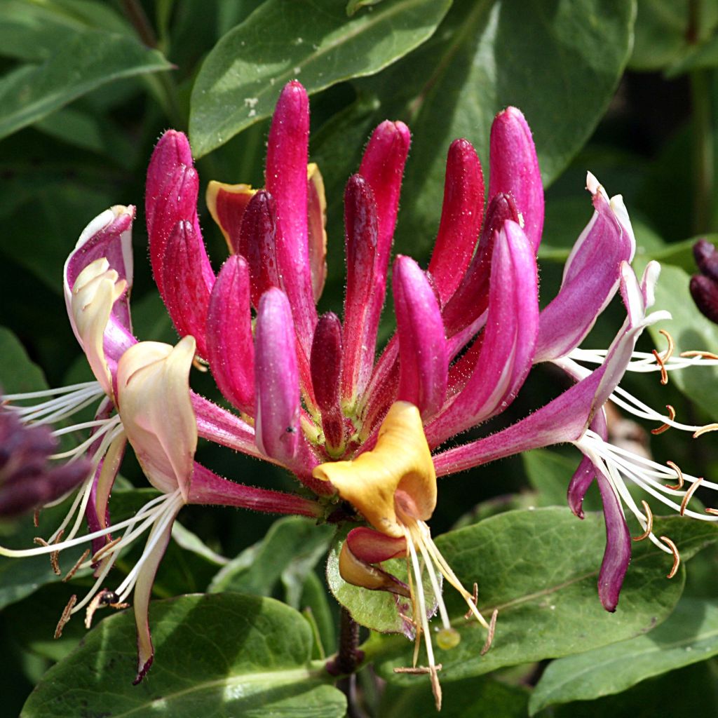 Chèvrefeuille, Lonicera caprifolium