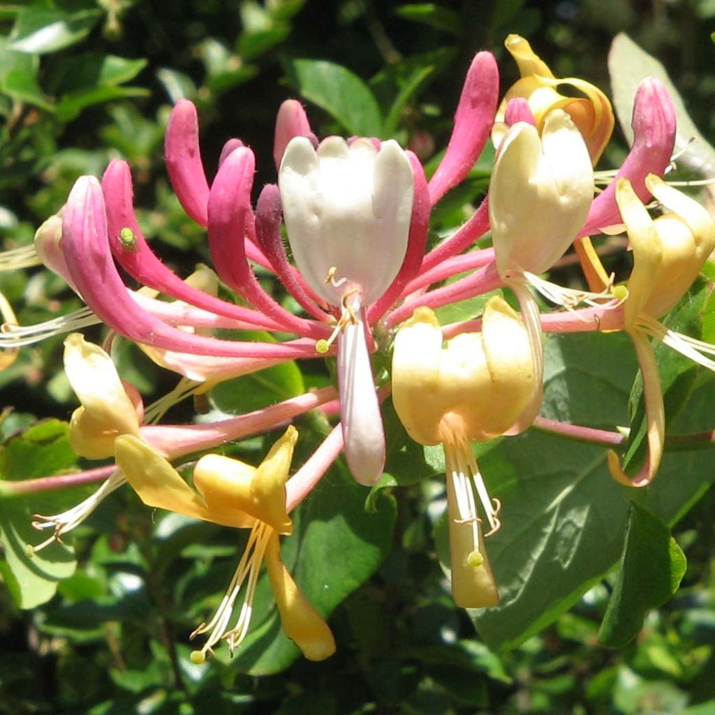 Chèvrefeuille, Lonicera caprifolium