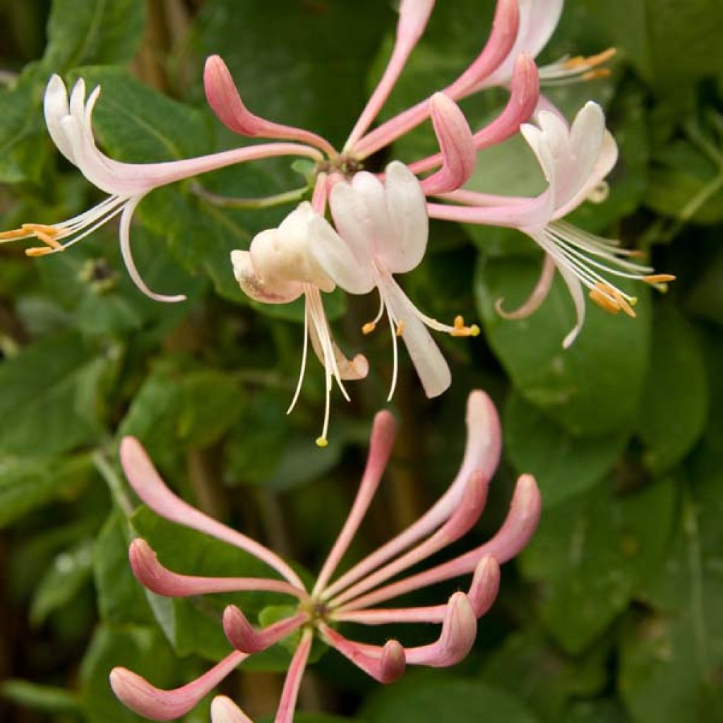 Chèvrefeuille heckrotii Gold Flame - Lonicera