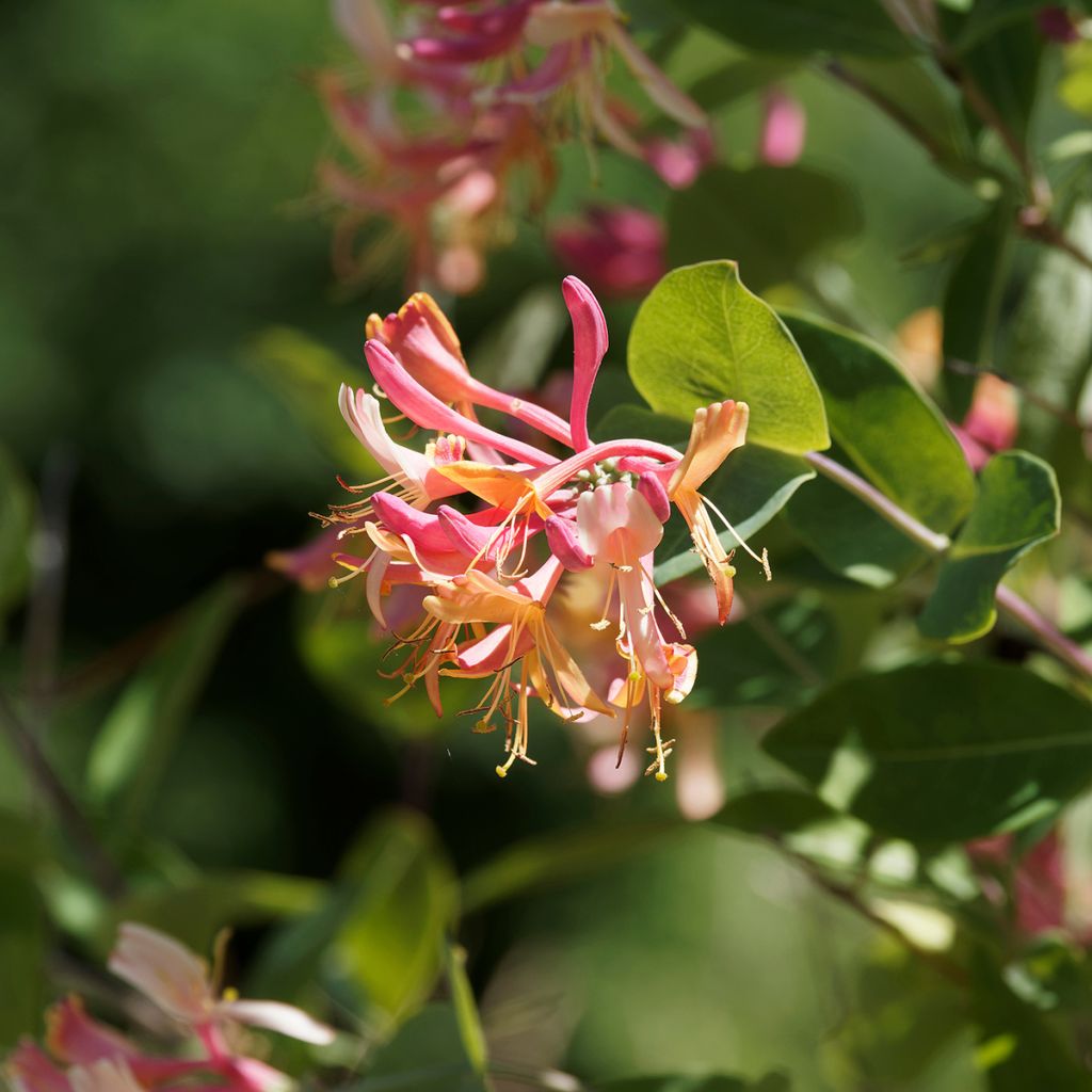 Chèvrefeuille heckrotii Gold Flame - Lonicera
