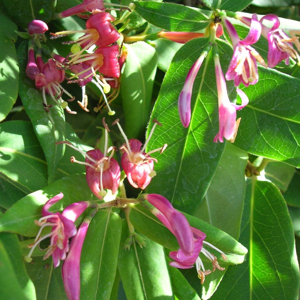 Chèvrefeuille de Henry - Lonicera henryi