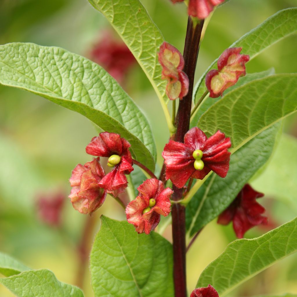 Lonicera involucrata var. ledebourii - Chèvrefeuille de Ledebour