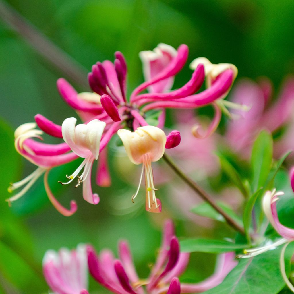 Chèvrefeuille du Japon - Lonicera japonica Dart's World