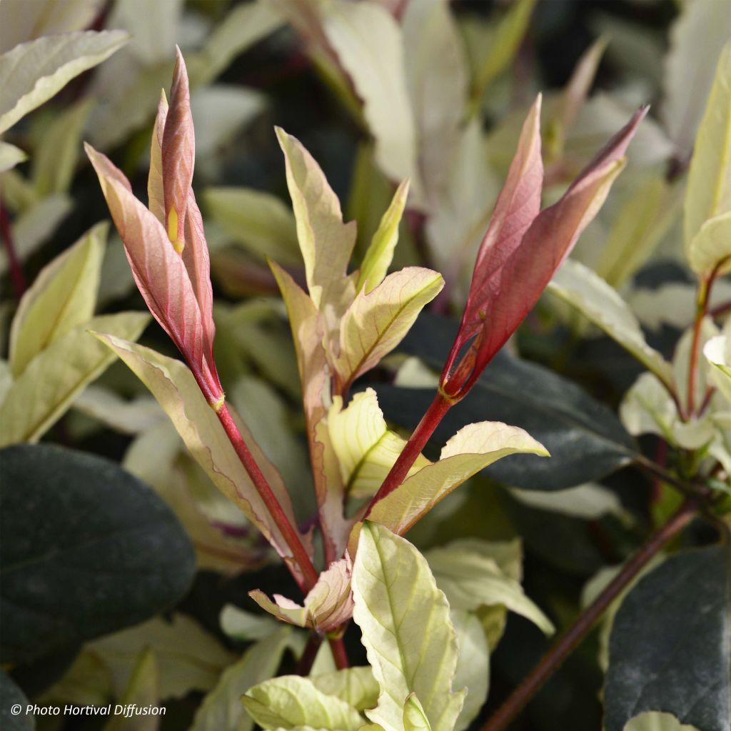 Lonicera japonica Pink Aperitif - Chèvrefeuille du Japon