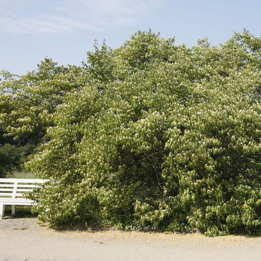 Lonicera maackii - Chèvrefeuille de Maack