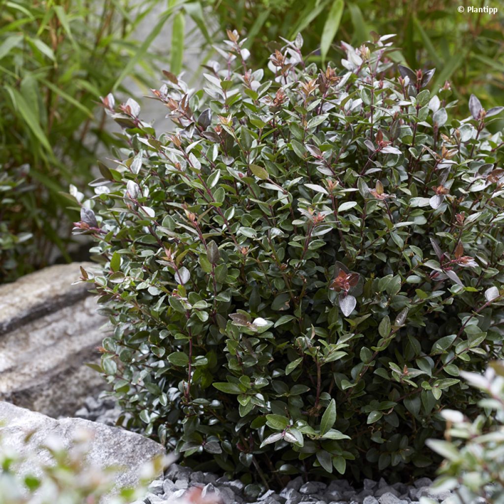 Lonicera nitida Garden Clouds Purple Storm - Chèvrefeuille arbustif