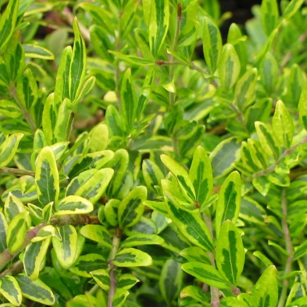 Lonicera nitida Lemon Beauty - Chèvrefeuille arbustif à feuilles de buis