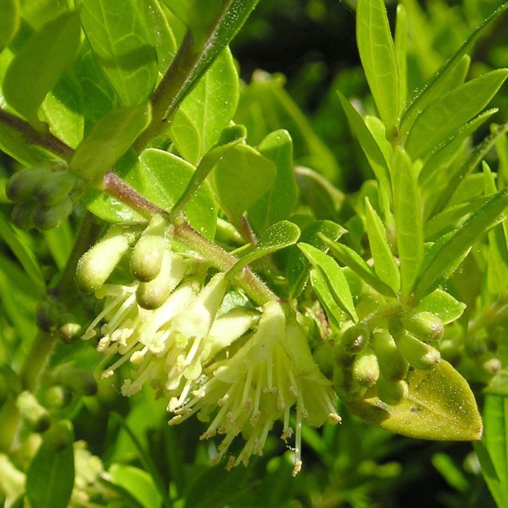 Lonicera pileata - Chèvrefeuille à cupule