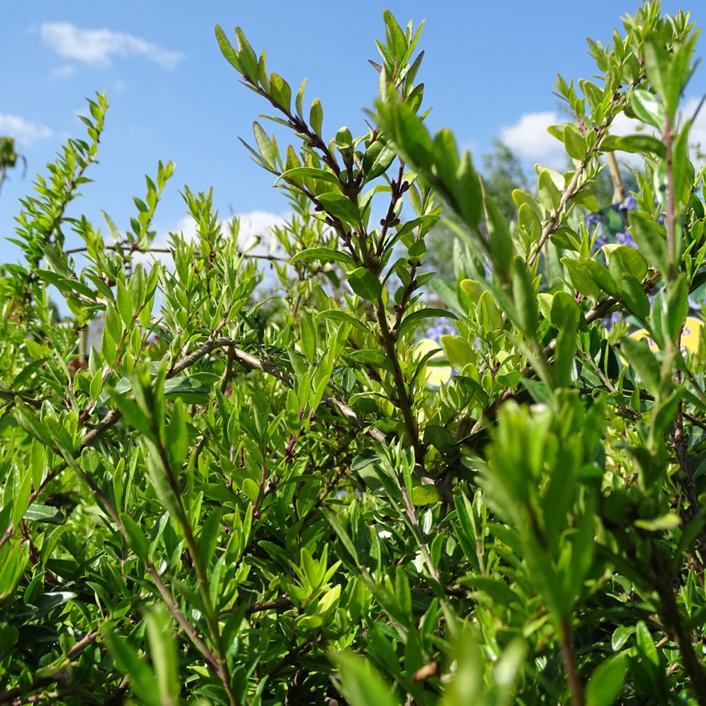 Lonicera pileata - Chèvrefeuille à cupule