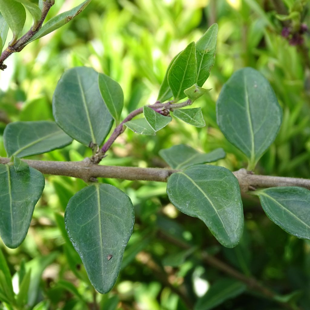 Lonicera pileata - Chèvrefeuille à cupule