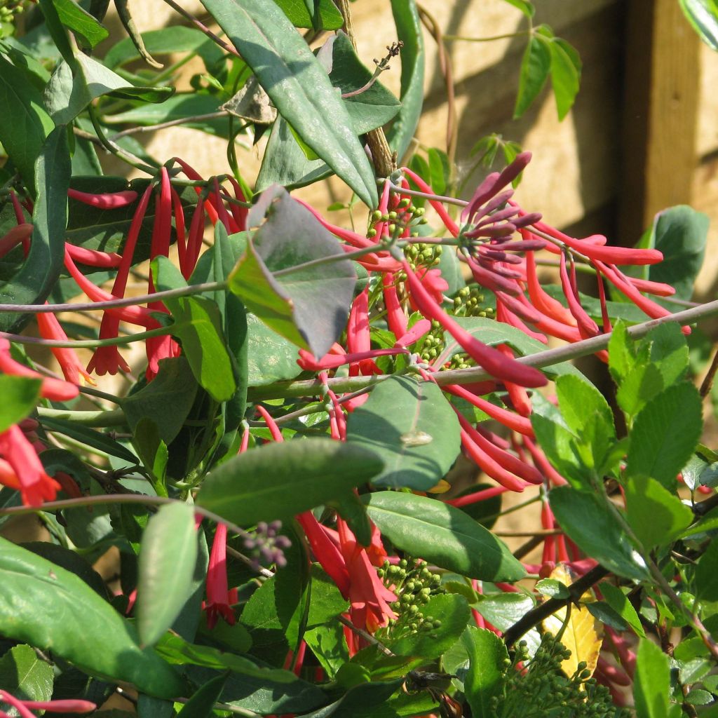 Chèvrefeuille - Lonicera sempervirens Cedar Lane