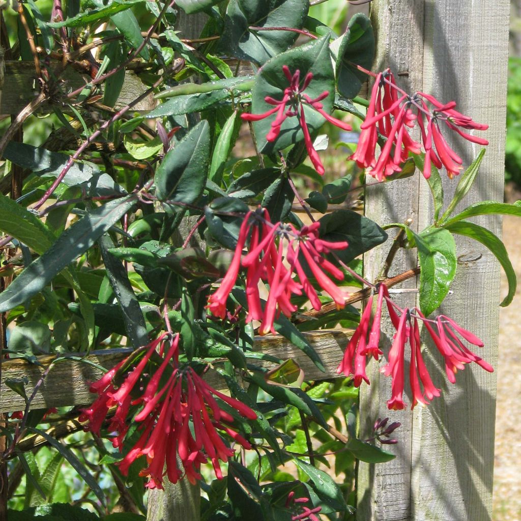 Chèvrefeuille - Lonicera sempervirens Cedar Lane