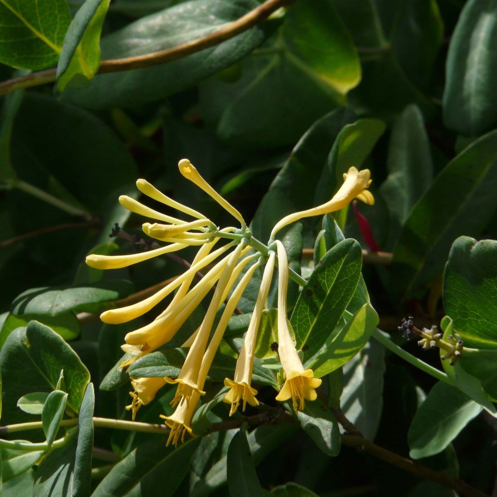 Chèvrefeuille - Lonicera sempervirens John Clayton