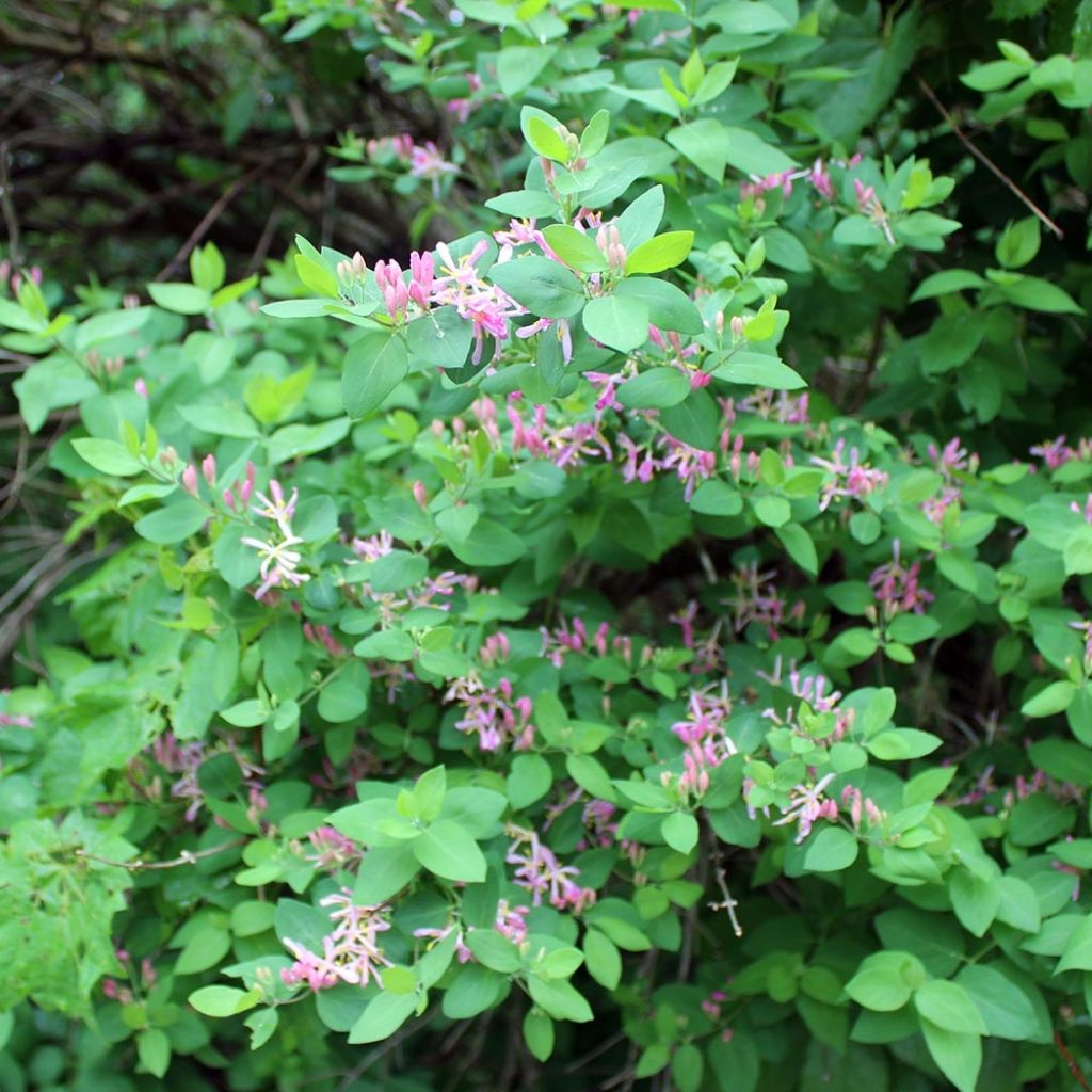 Lonicera tatarica - Chèvrefeuille de Tartarie