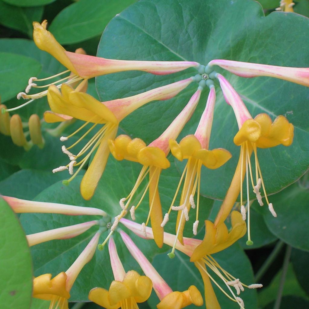 Chèvrefeuille de Tellman - Lonicera tellmaniana