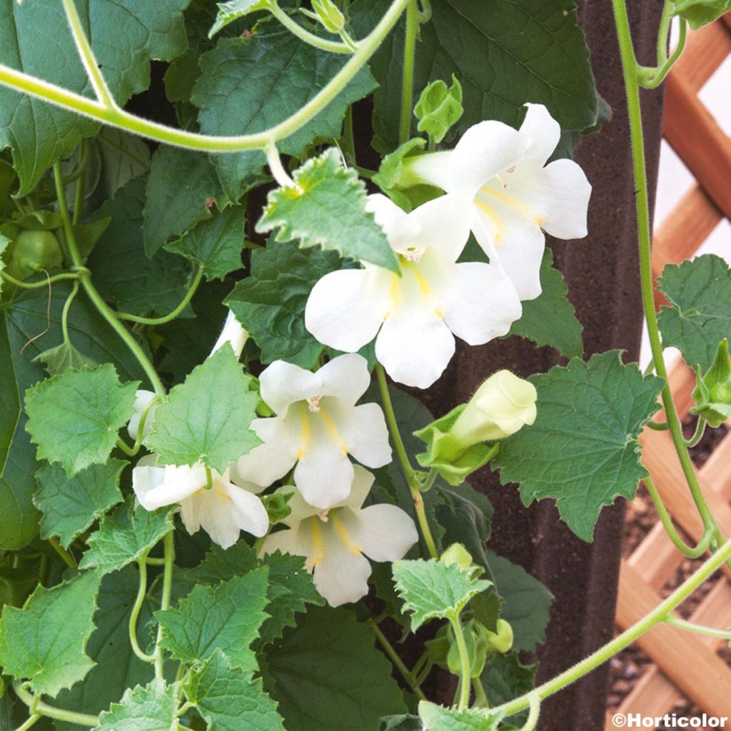 Lofos blanc - Lophospermum scandens Album