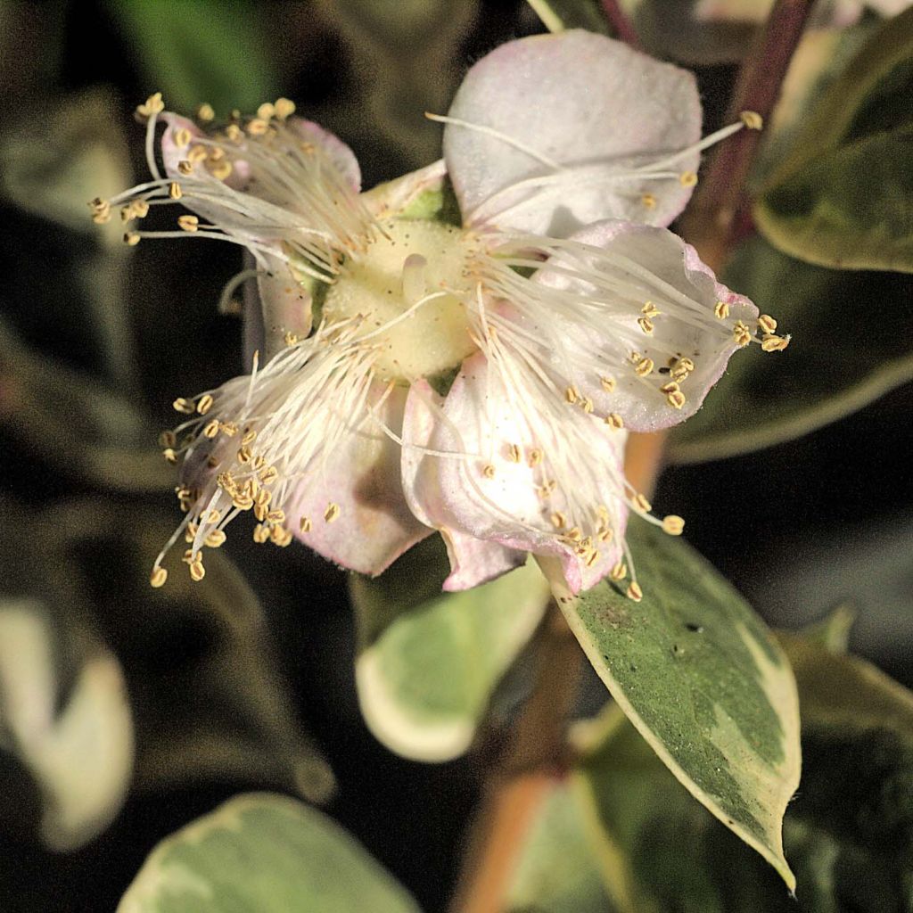 Luma apiculata Glanleam Gold - Myrte du Chili panaché