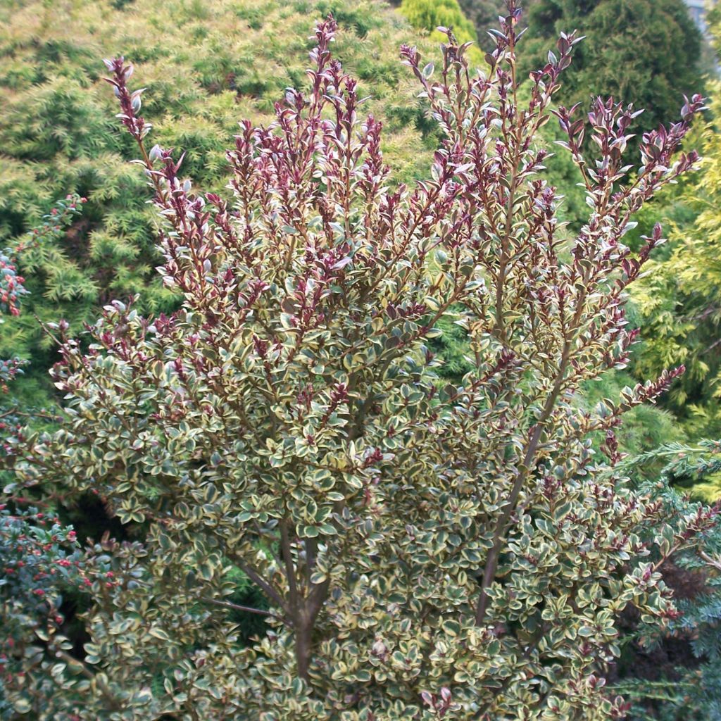 Luma apiculata Glanleam Gold - Myrte du Chili panaché
