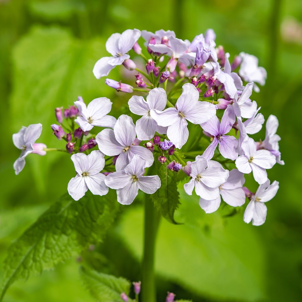 Lunaire vivace - Lunaria rediviva