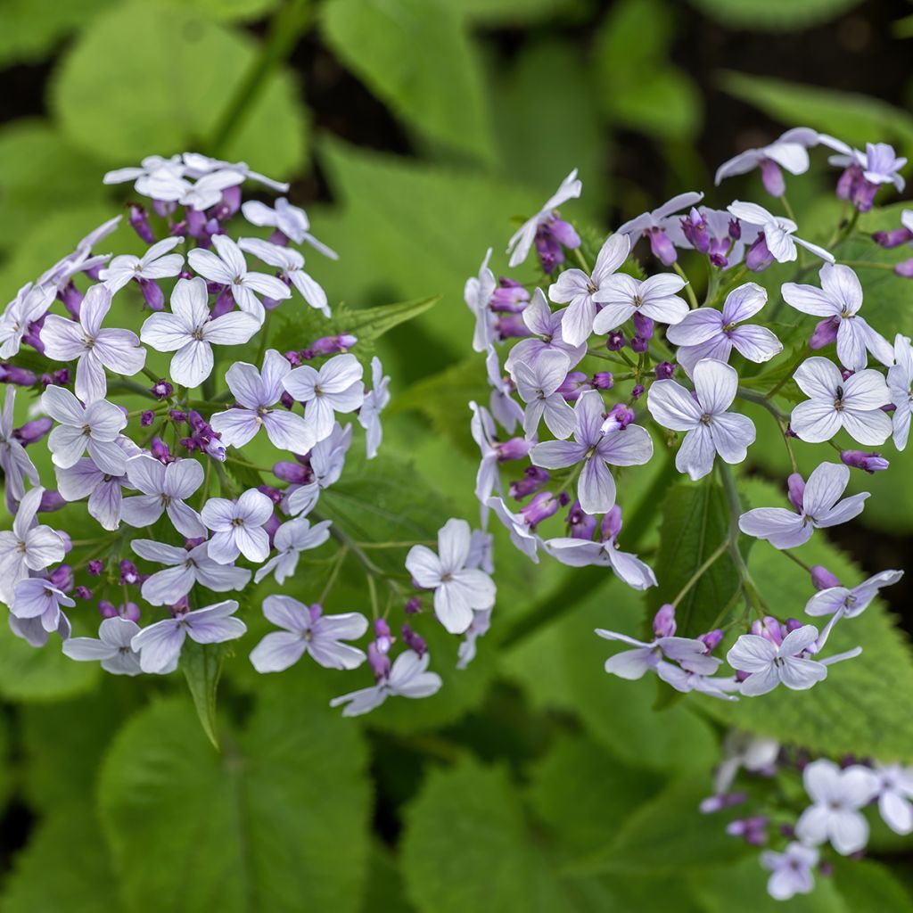 Lunaire vivace - Lunaria rediviva