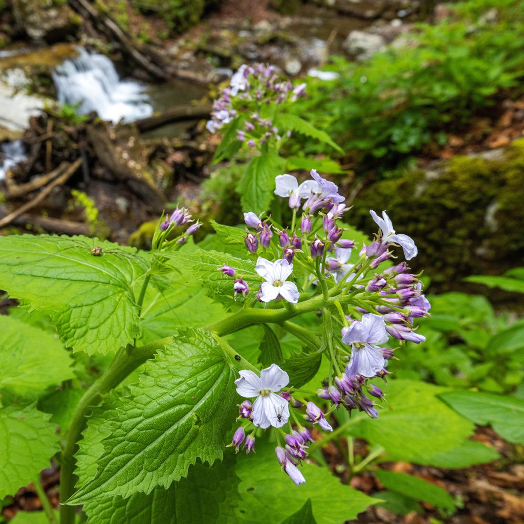 Lunaire vivace - Lunaria rediviva