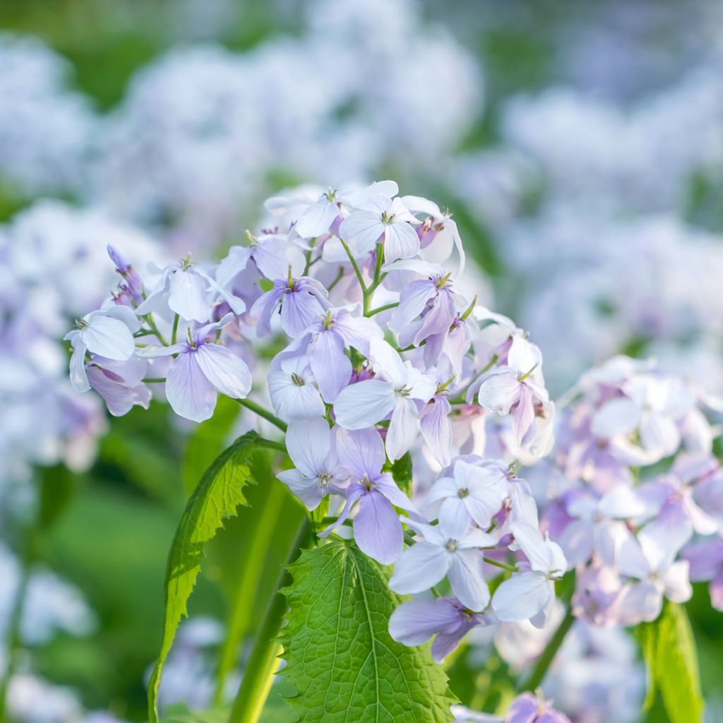 Lunaire vivace - Lunaria rediviva